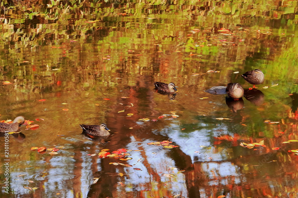 水面で羽を休める数羽の鴨