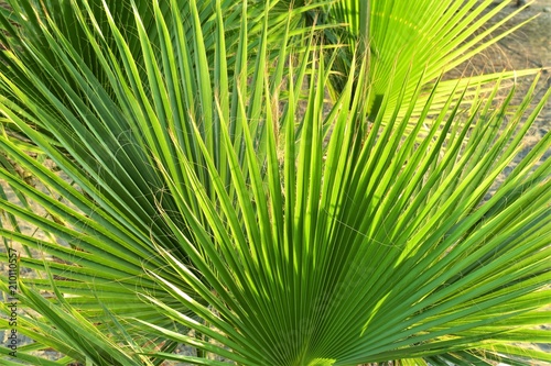 Palm leaves texture, tropical vacation concept, green background.