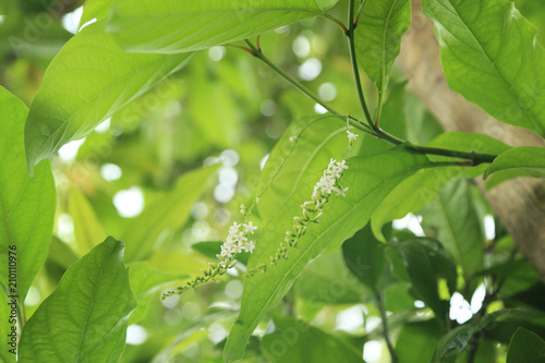Fiddlewood flowers or Citharexylum spinosum in spring garden.