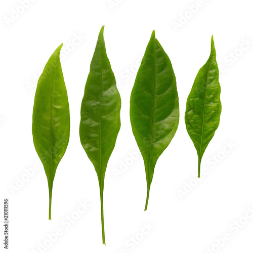 Pseuderanthemum palatiferum (Nees) Radlk, green leaves are medicinal herbs photo