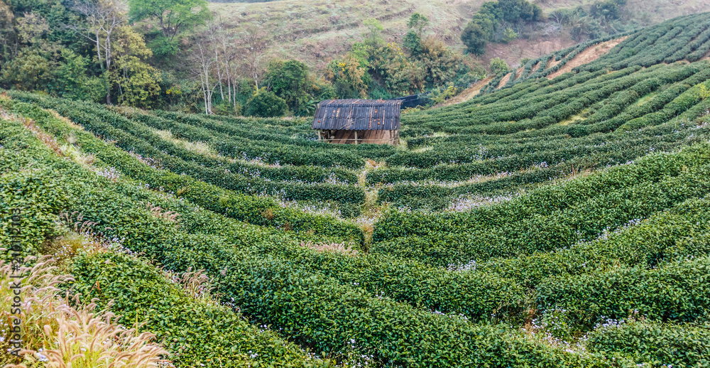 Tea plantation view.