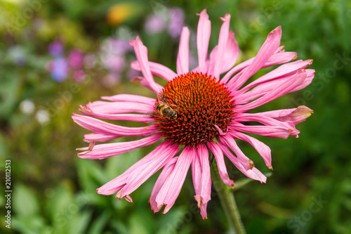 Pink Coneflower and leaf.