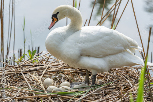 Schwan brütet