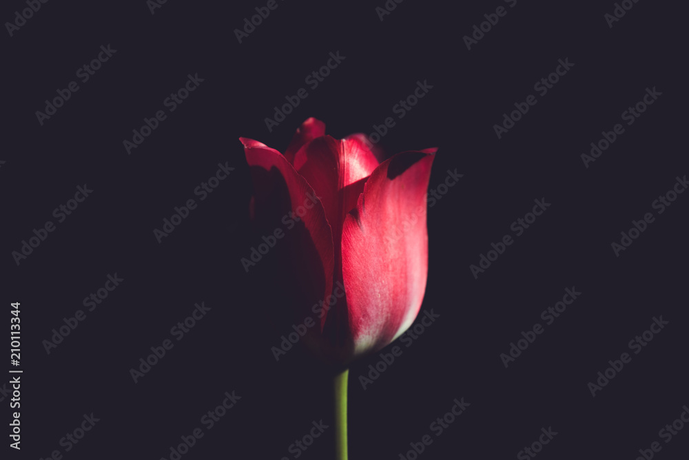 Vibrant red tulip, against black background. isolated flower photo Vibrant red tulip, against black background. isolated flower photo