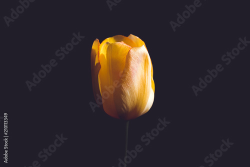 Vibrant yellow tulip, against black background. isolated flower photo