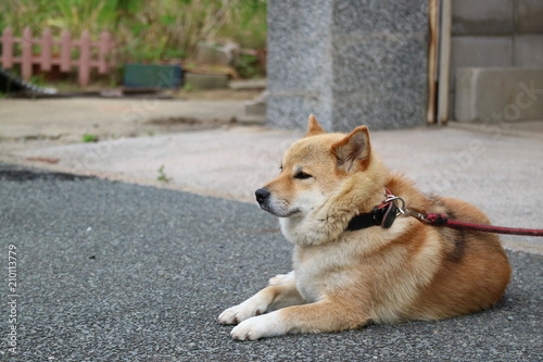 イヌ