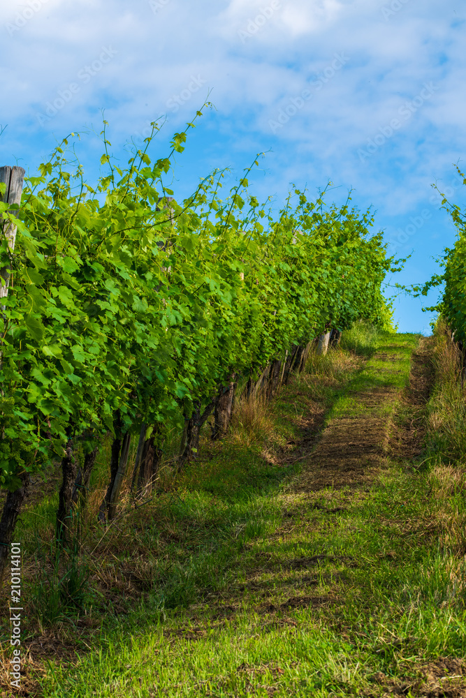 Vineyard in summer morning, grape vines planted in rows, Europe
