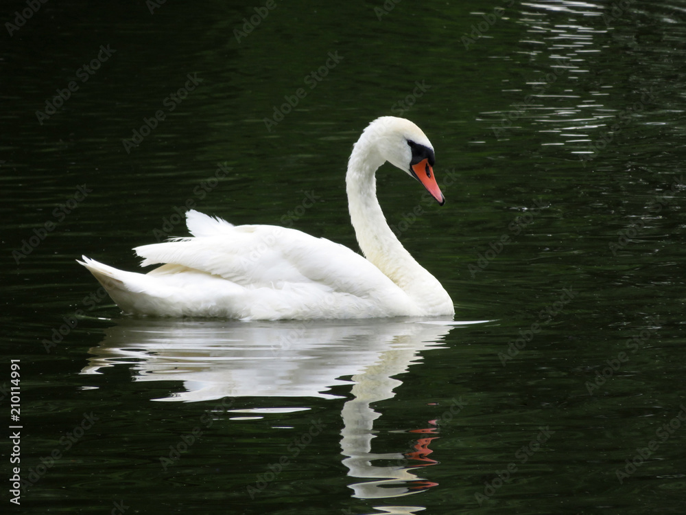 Graceful swan, reflection on water surface. White swan swimming in a summer pond, symbol of loyalty Graceful swan, reflection on water surface. White swan swimming in a summer pond, symbol of loyalty