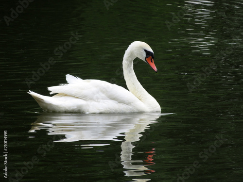 Fototapeta Naklejka Na Ścianę i Meble -  Graceful swan, reflection on water surface. White swan swimming in a summer pond, symbol of loyalty