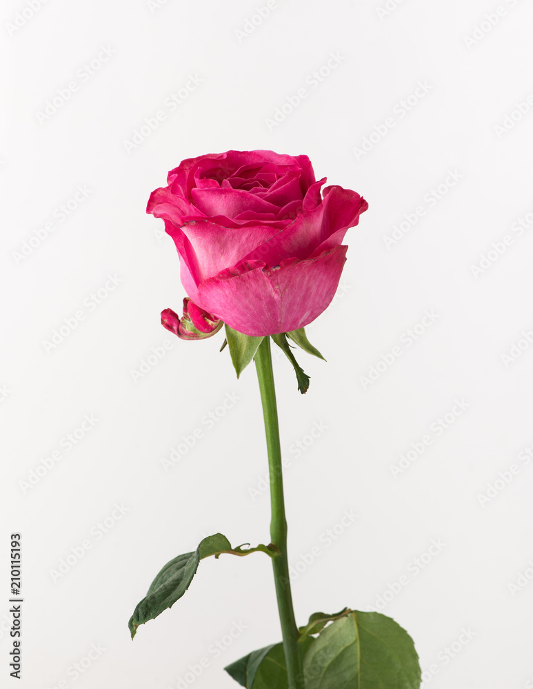 untreated and crude rose on white background untreated and crude rose on white background