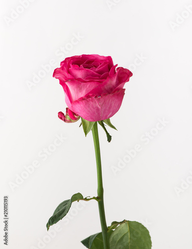 untreated and crude rose on white background