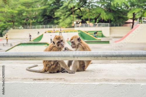Two monkeys sit on a sports field and look for fleas from each other photo
