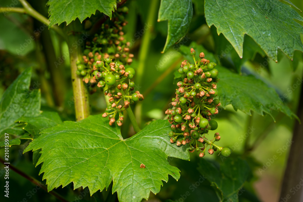 Disease spreading on grape in vineyard, close up, grape vine protection Disease spreading on grape in vineyard, close up, grape vine protection