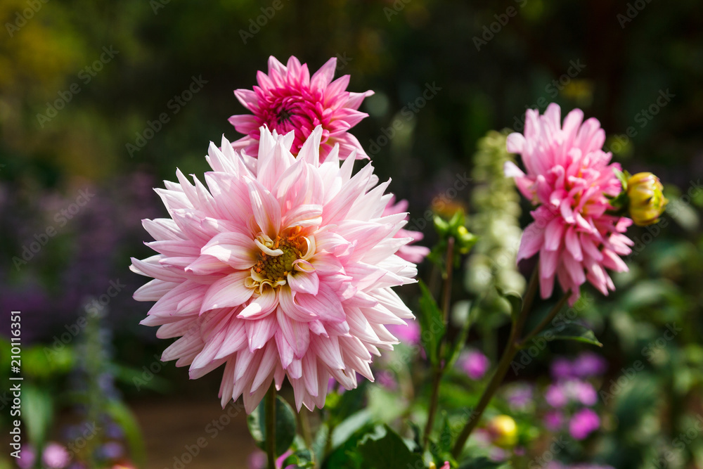 Pink Dahlia flower.