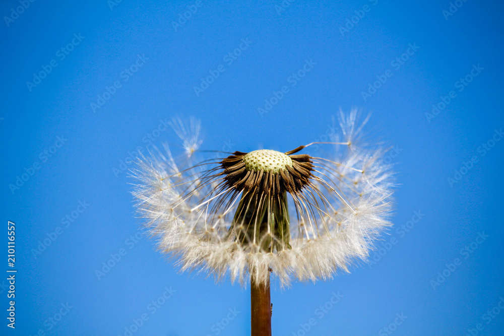Fototapeta premium Dandelion Flower