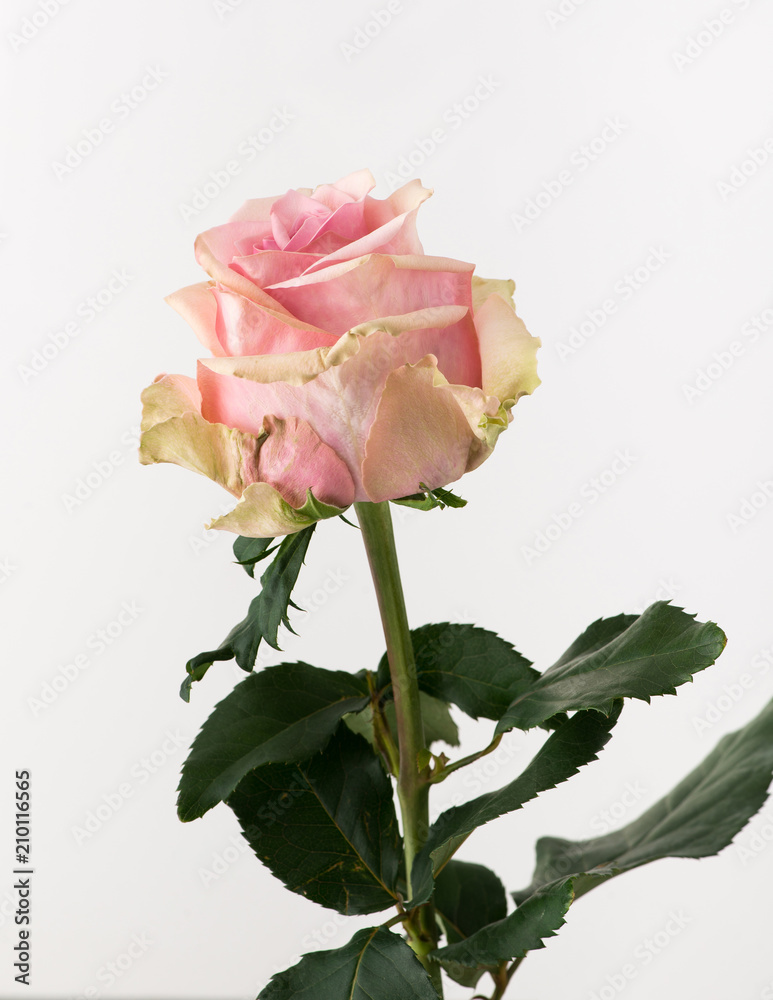 Obraz premium untreated and crude rose on white background