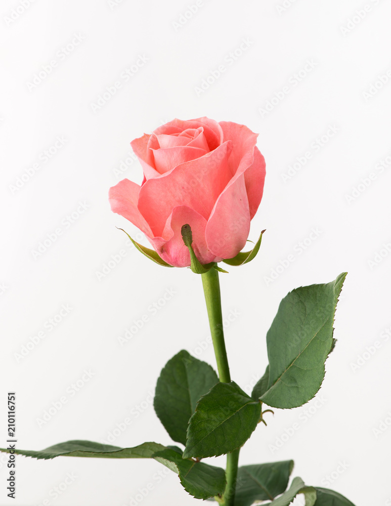Obraz premium untreated and crude rose on white background