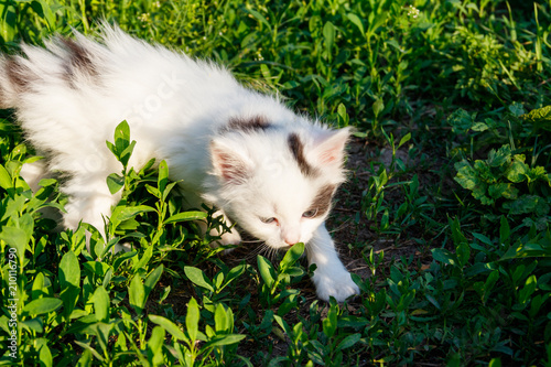 Small kitten in green grass
