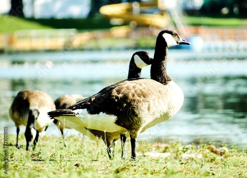 Gänse