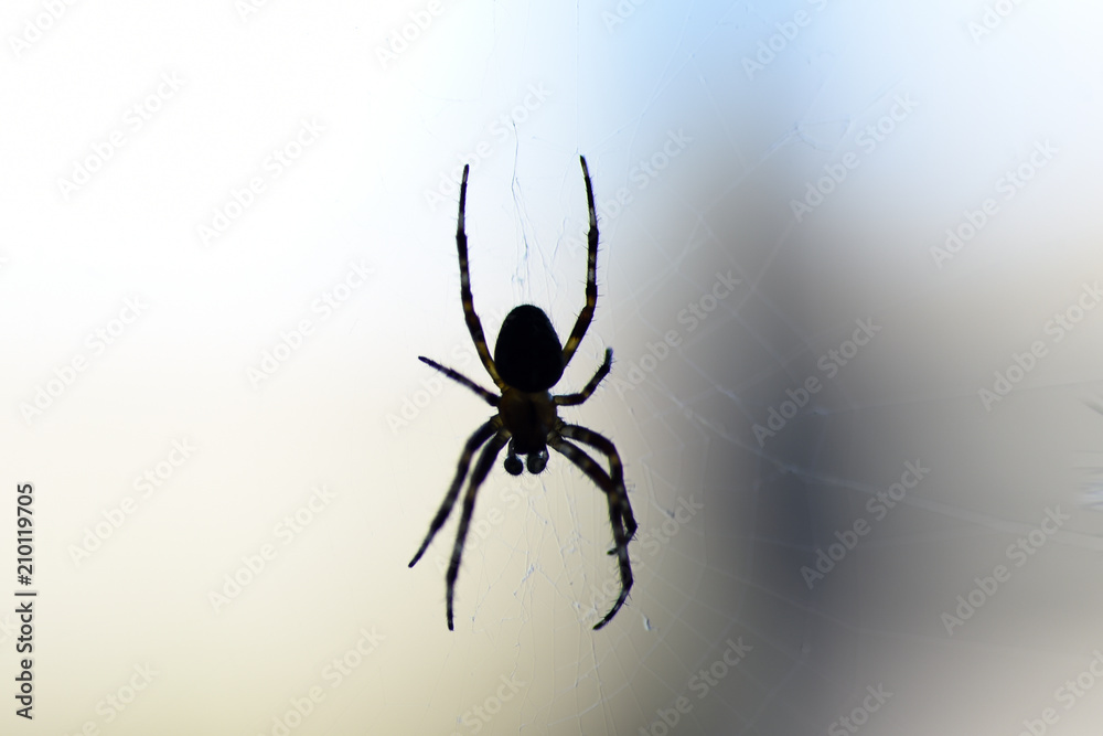 spider web insect spider web insect