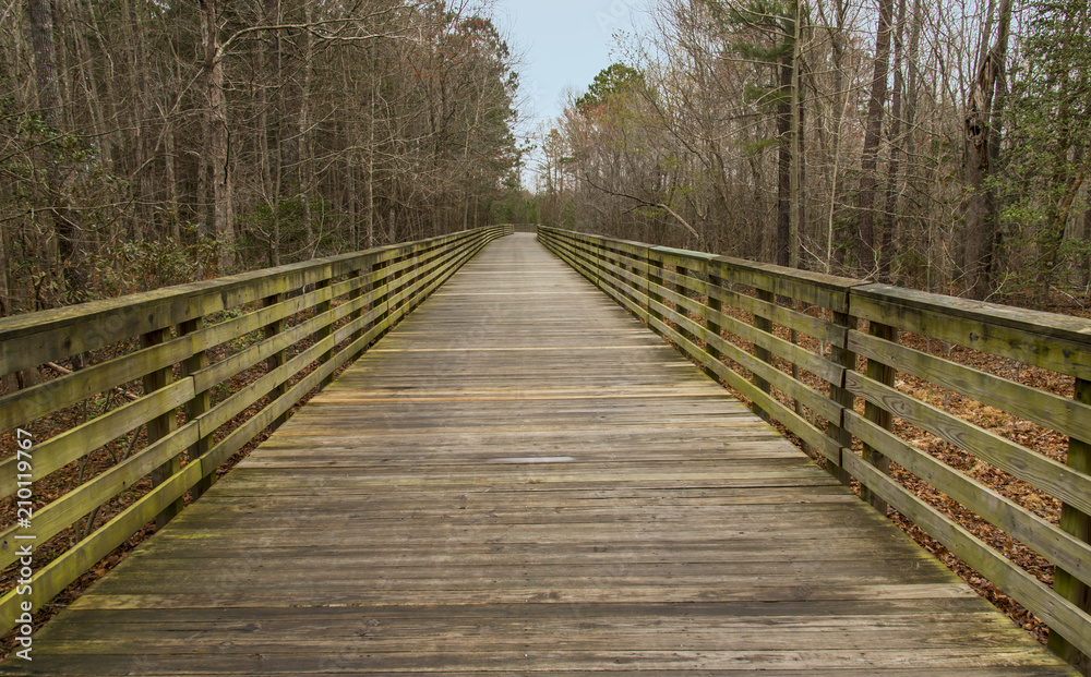 Wooden pathway in forest