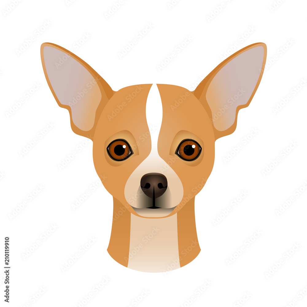 Isolated colorful head and face of chihuahua on white background. Color flat cartoon breed dog portrait.