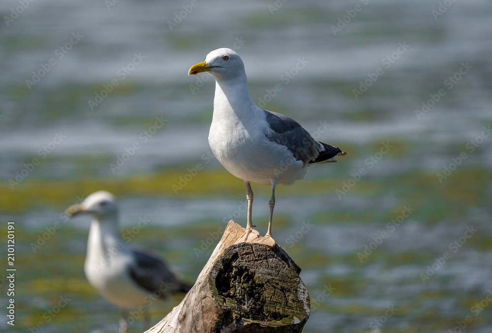 Mediterranean Seagull on a branch in the water in Danube Delta Romania Mediterranean Seagull on a branch in the water in Danube Delta Romania