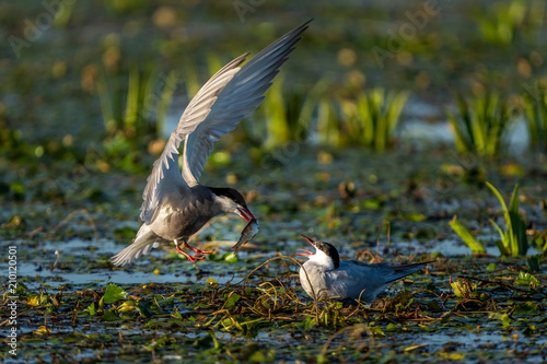 White-Cheeked Tern male bringing fish to a female Tern in Danube Delta Romania wildlife bird photography in the Danube