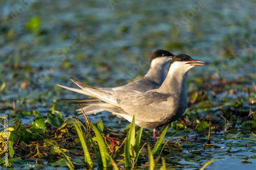 Family of two White Cheeked Terns (Sterna Repressa) in their nest on water in Danube Delta, Romania at sunrise photo