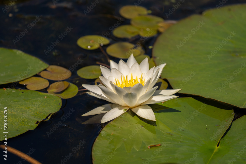 White Lily Lotus with yellow polen on dark background floating on water in Danube Delta