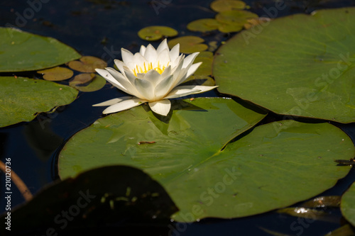 White Lily Lotus with yellow polen on dark background floating on water in Danube Delta