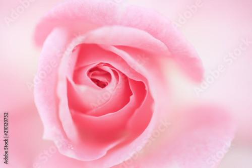 薔薇　ストロベリーダイキリ　日本　埼玉県　伊奈町