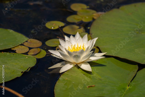 White Lily Lotus with yellow polen on dark background floating on water in Danube Delta
