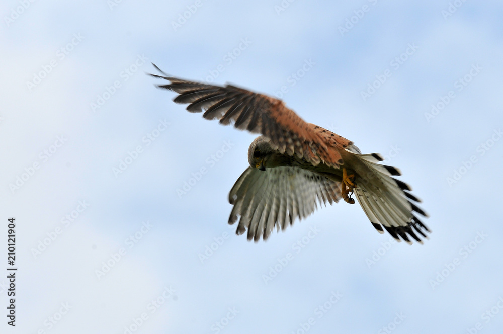 Obraz premium faucon crécerelle