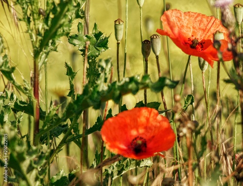 Mohn