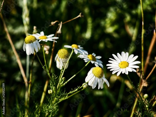 Kamillenblüte