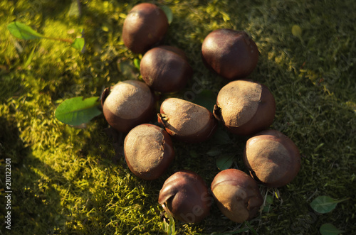 Sprouts chestnut fruit lying on the grass