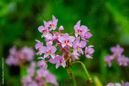 Tropical Flowers in Hawaii