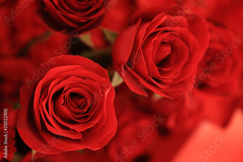 Close up of beautiful red rose in flower bouquet for valentine greeting.