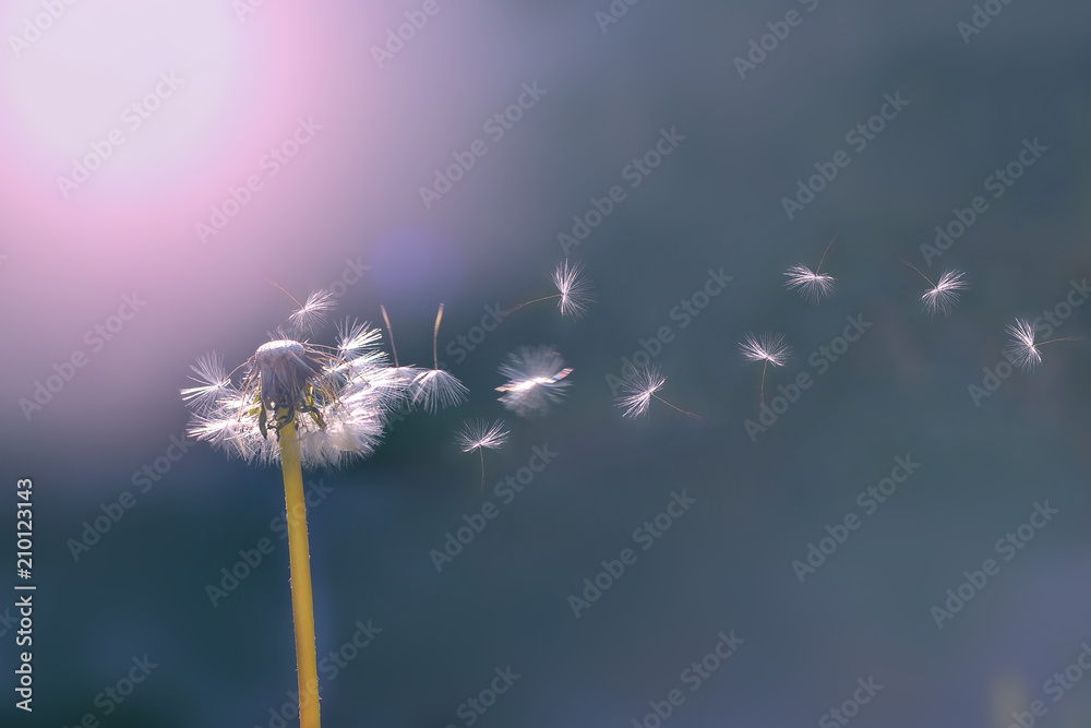 Obraz premium Dandelion white with seeds on a green background. Dandelion at sunset