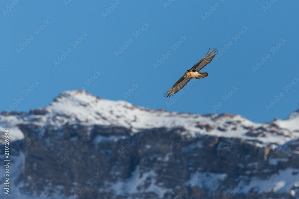 adult bearded vulture (gypaetus barbatus) in flight, mountains, snow