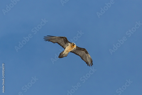 adult natural bearded vulture (gypaetus barbatus) in blue sky