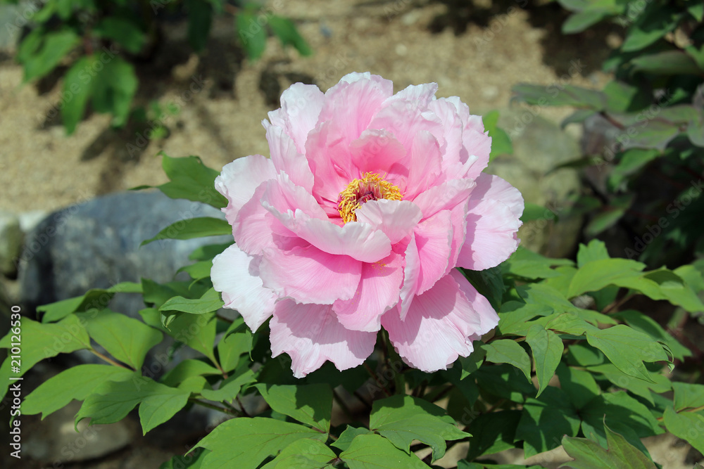 牡丹の花 牡丹の花