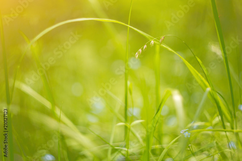 Macro abstract summer floral green grass nature background with copy space