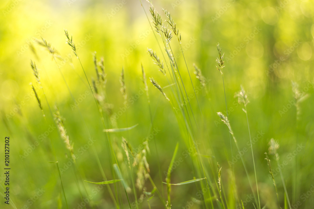 Abstract summer floral green yellow grass bokeh nature background close up