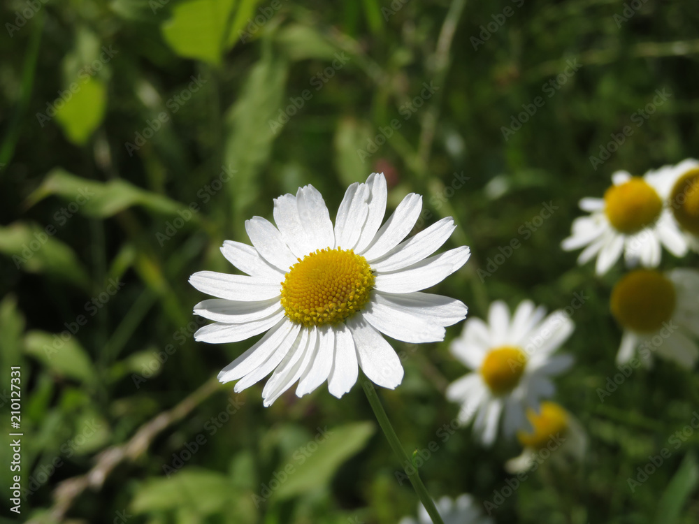 White daisies in summer. Chamomile in the garden, healing herbs White daisies in summer. Chamomile in the garden, healing herbs