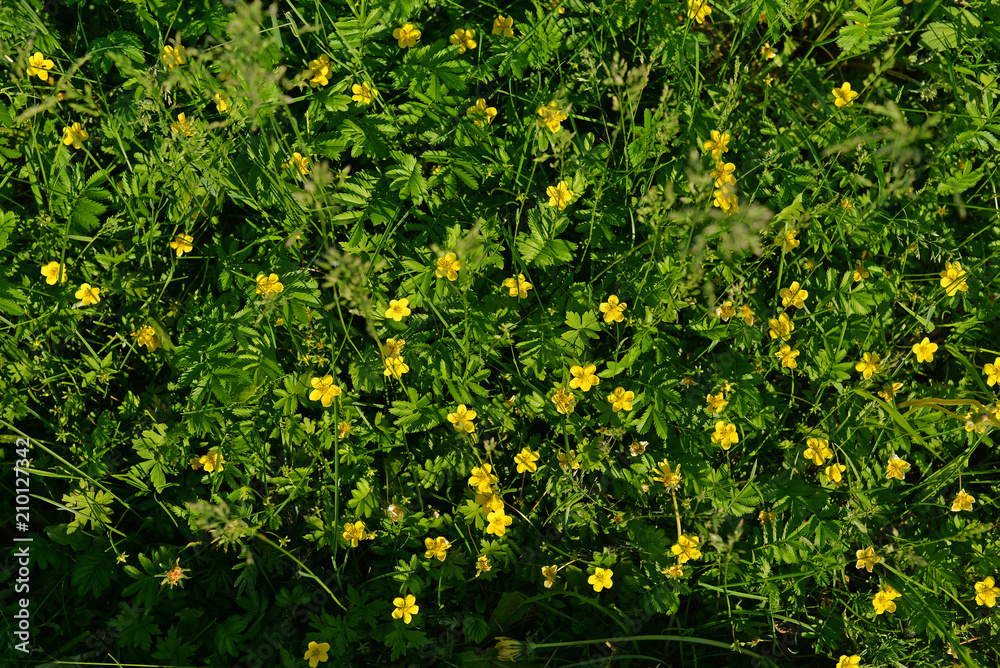 Yellow wildflowers in the grass. Background of wildflowers on the grass top view.