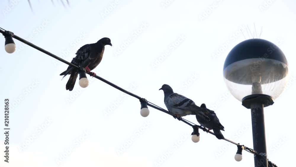 Birds pigeons sit on wires of city illumination in Malta Birds pigeons sit on wires of city illumination in Malta