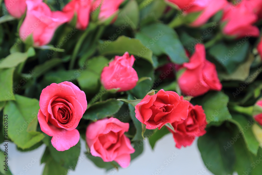 Pink roses in flowers bouquet. Pink roses in flowers bouquet.