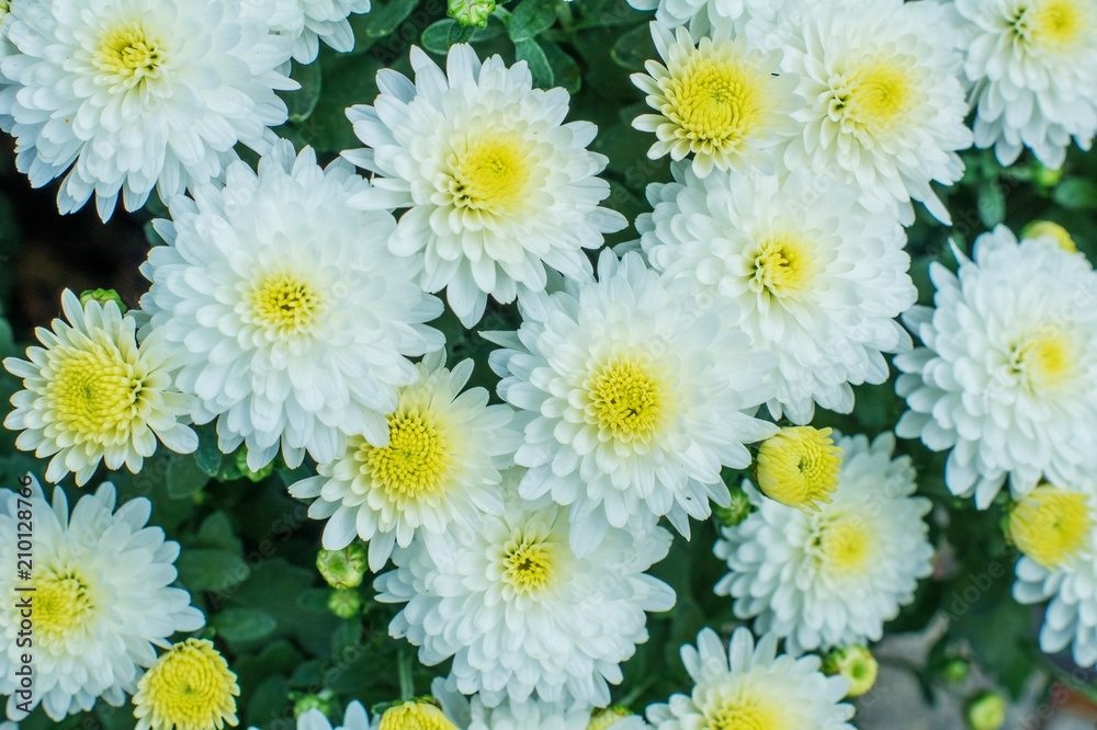 White chrysanthemums on the Bush among the leaves. White chrysanthemums on the Bush among the leaves.